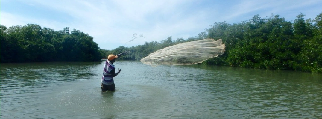 Paseo por los Manglares